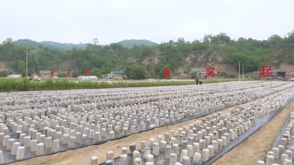 合水 以菌兴业，循环赋能——食用菌产业为乡村振兴注入绿色活力